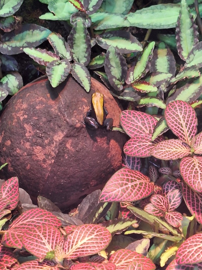 Blue-legged Mantella