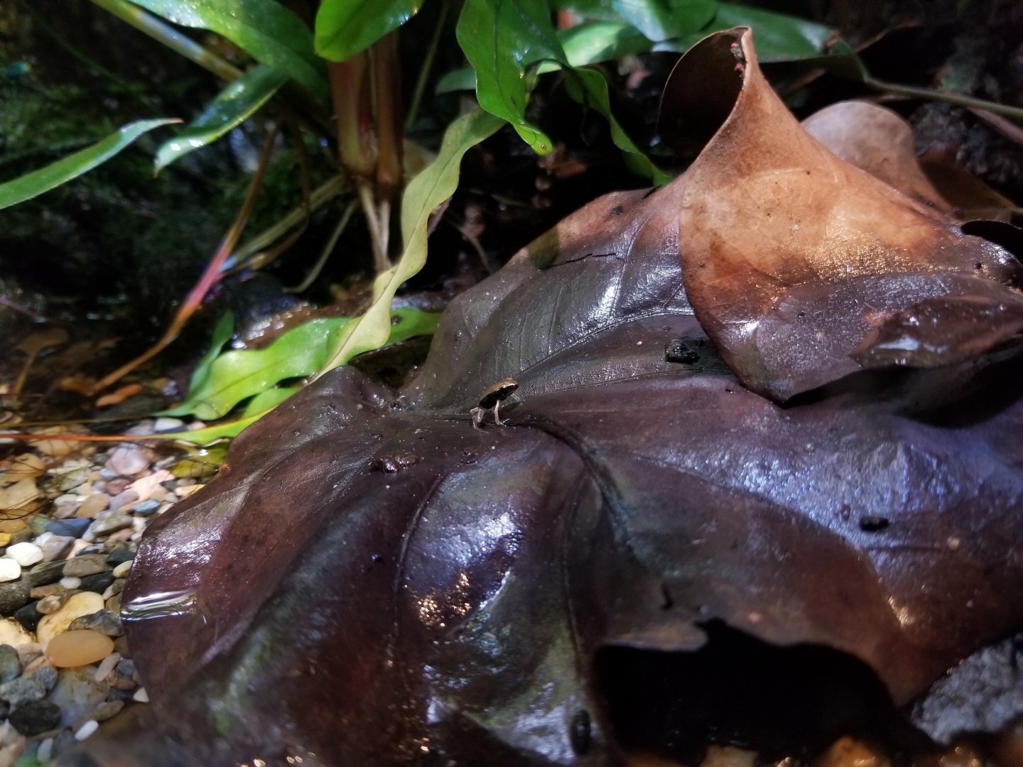 Blue-legged mantella