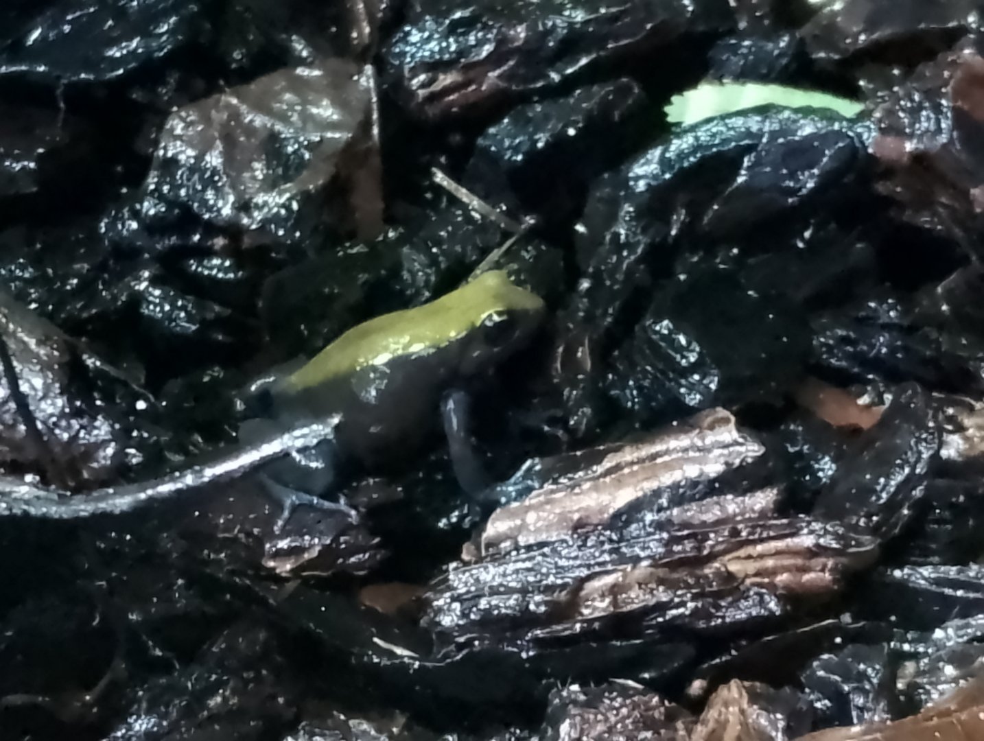Blue-legged mantella