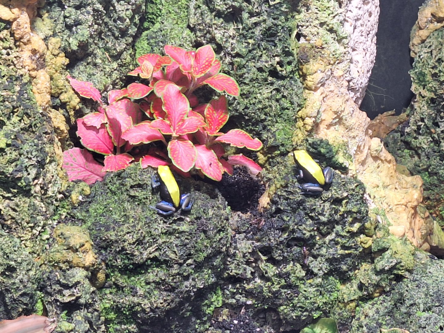 Blue-legged Mantellas