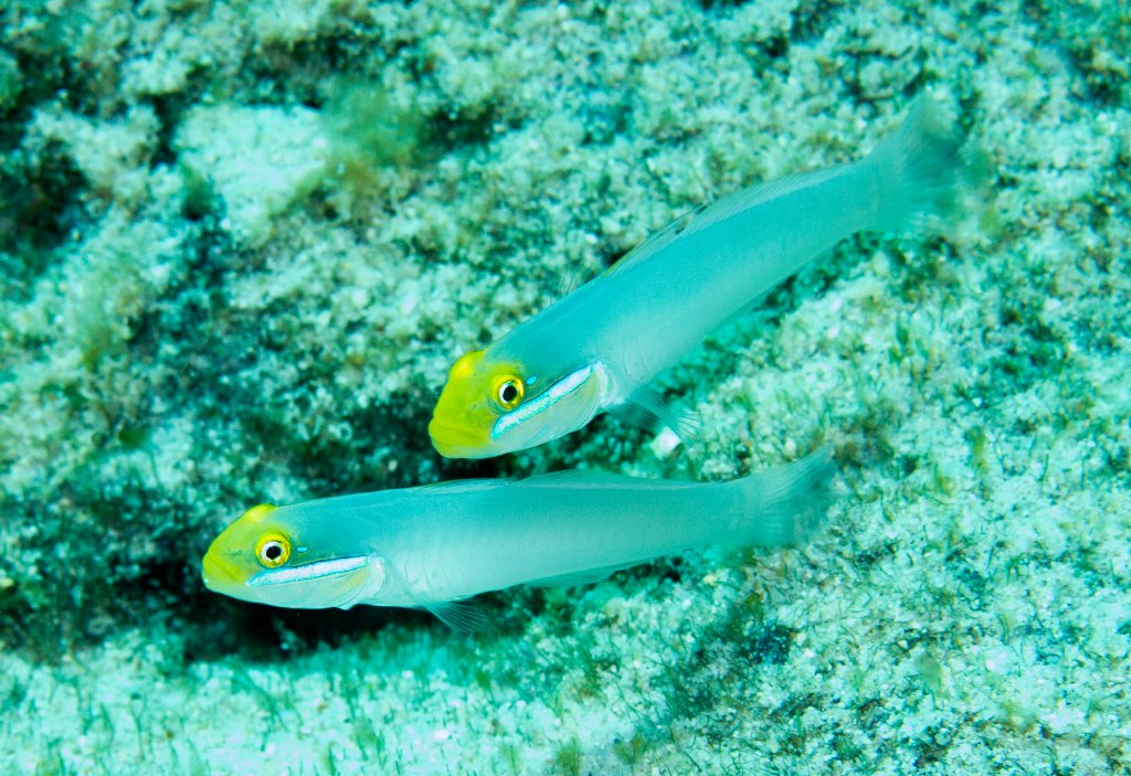 Blue-lined Glider Gobies