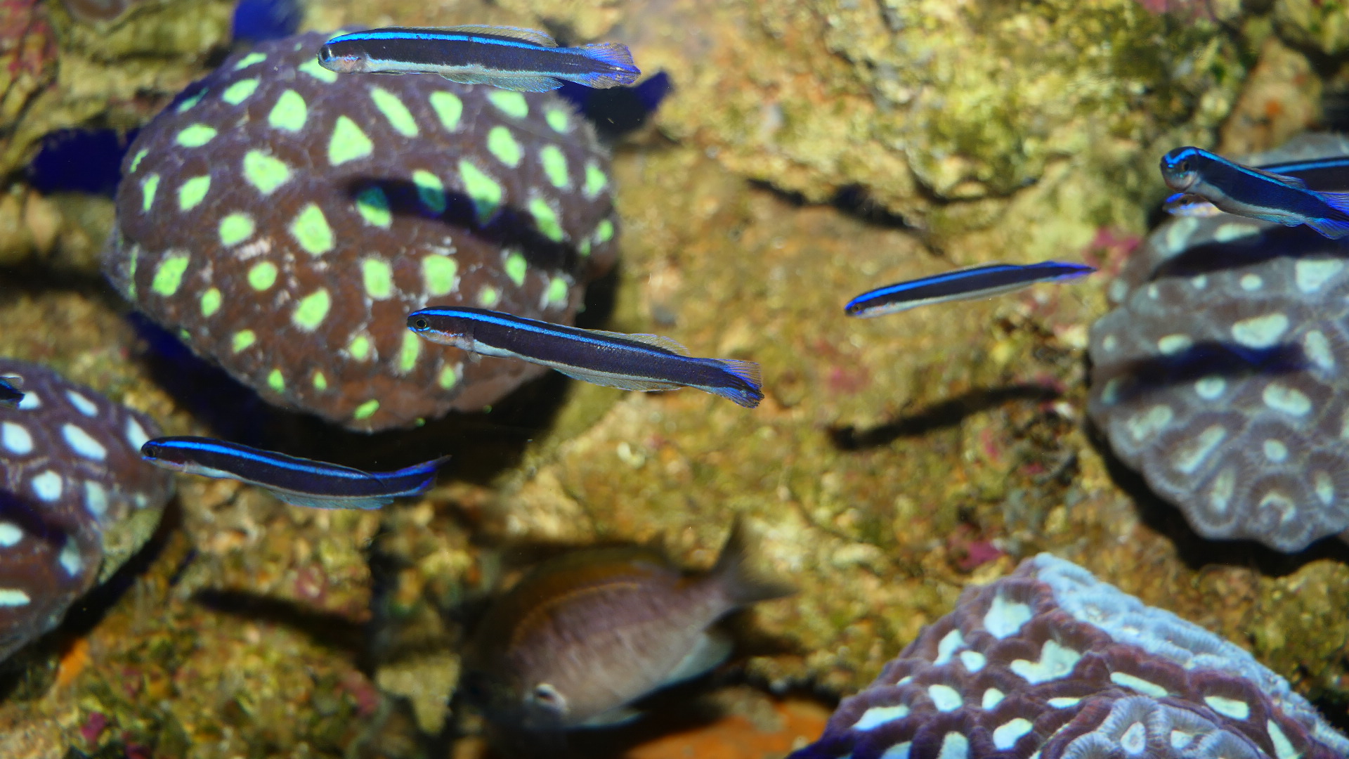 Blue-lined Hulafish (Trachinops brauni)