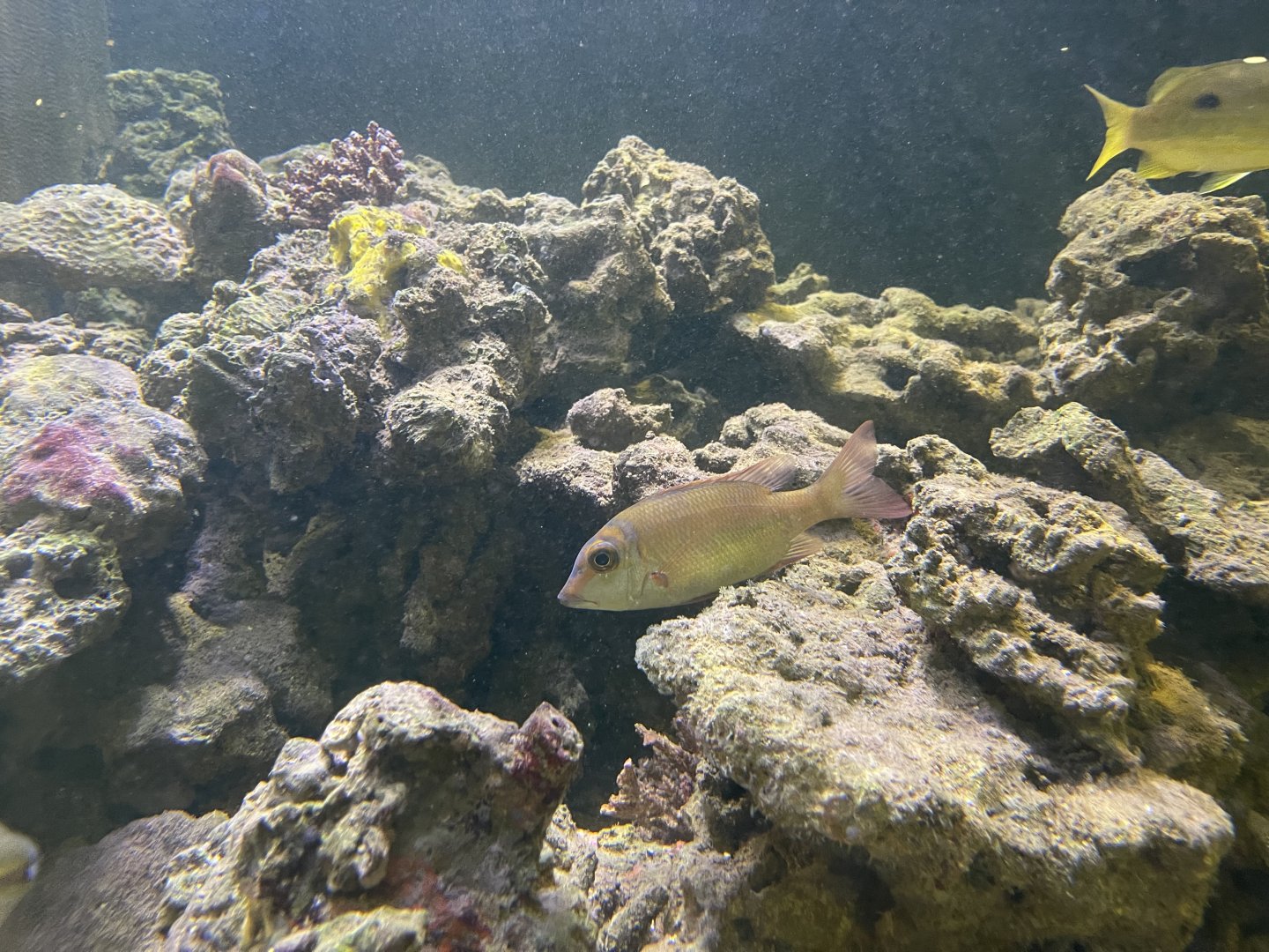 blue-lined large-eye bream (gymnocranius grandoculis)