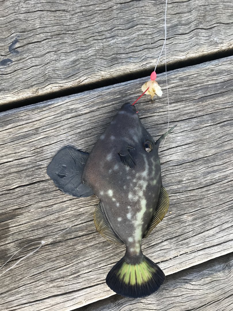 Blue Lined Leatherjacket (Meuschenia galii)