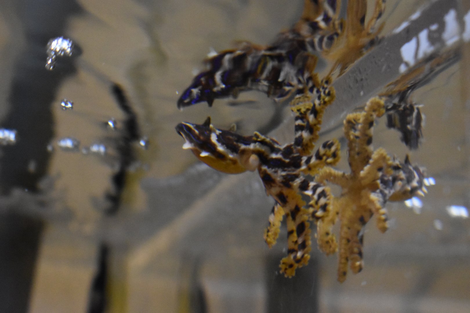 Blue Lined Octopus ~ October 28th 2022