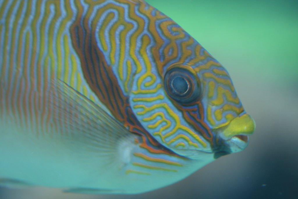 Blue-lined Rabbitfish