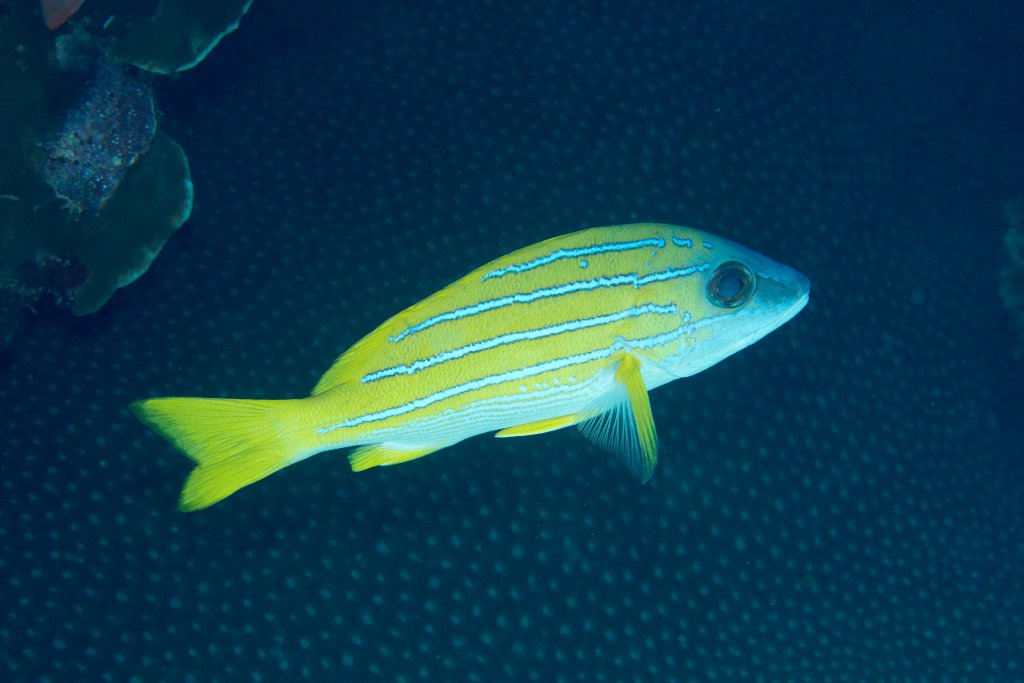 Blue-lined Snapper