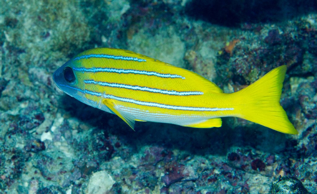 Blue-lined Snapper
