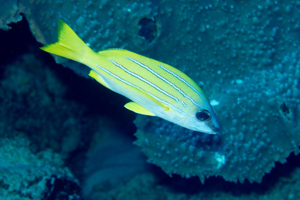 Blue-lined Snapper
