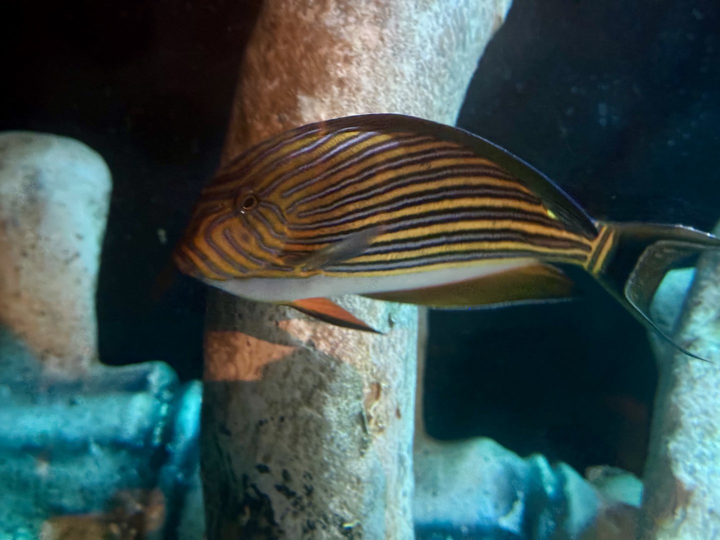 Blue-lined surgeonfish (Acanthurus lineatus)