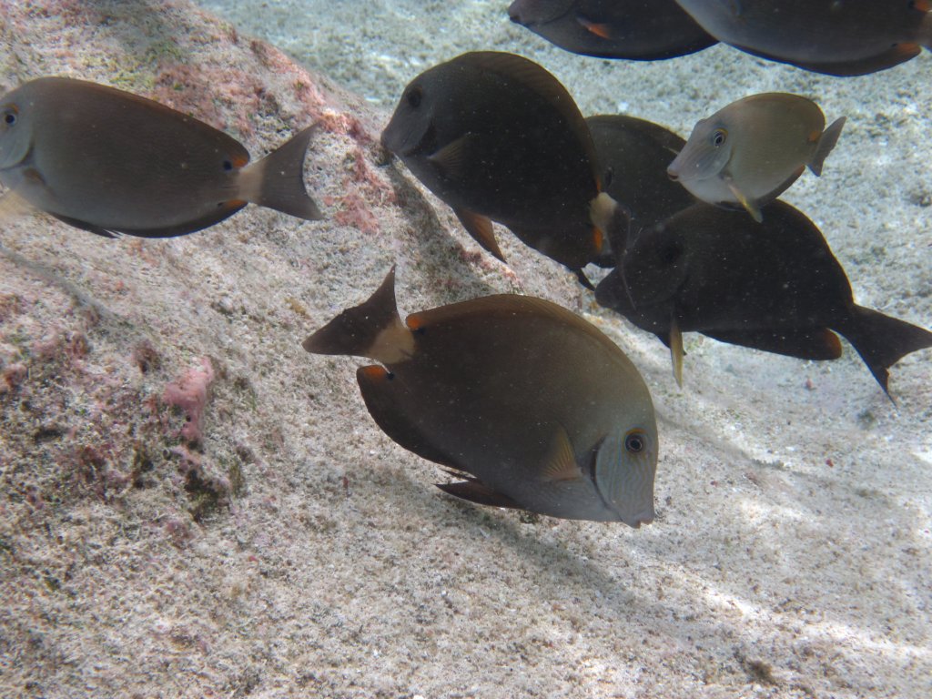 Blue-lined Surgeonfish (Acanthurus nigros)