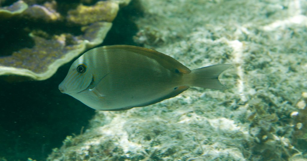 Blue-lined Surgeonfish (Acanthurus nigros)