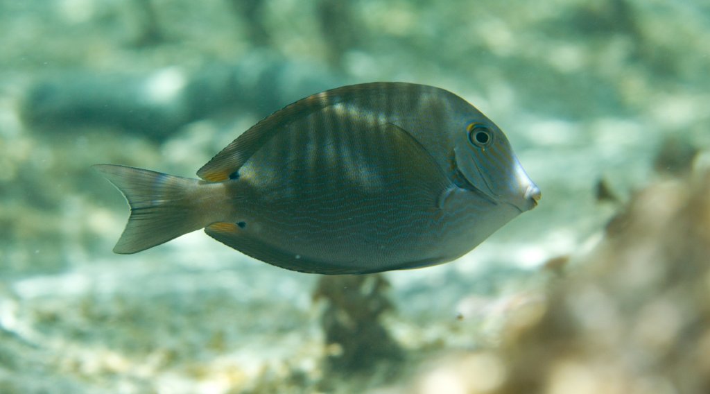 Blue-lined Surgeonfish (Acanthurus nigros)