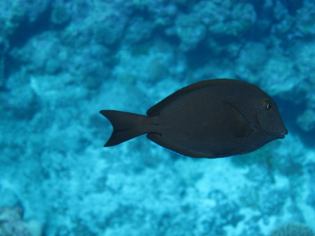 Blue-Lined Surgeonfish