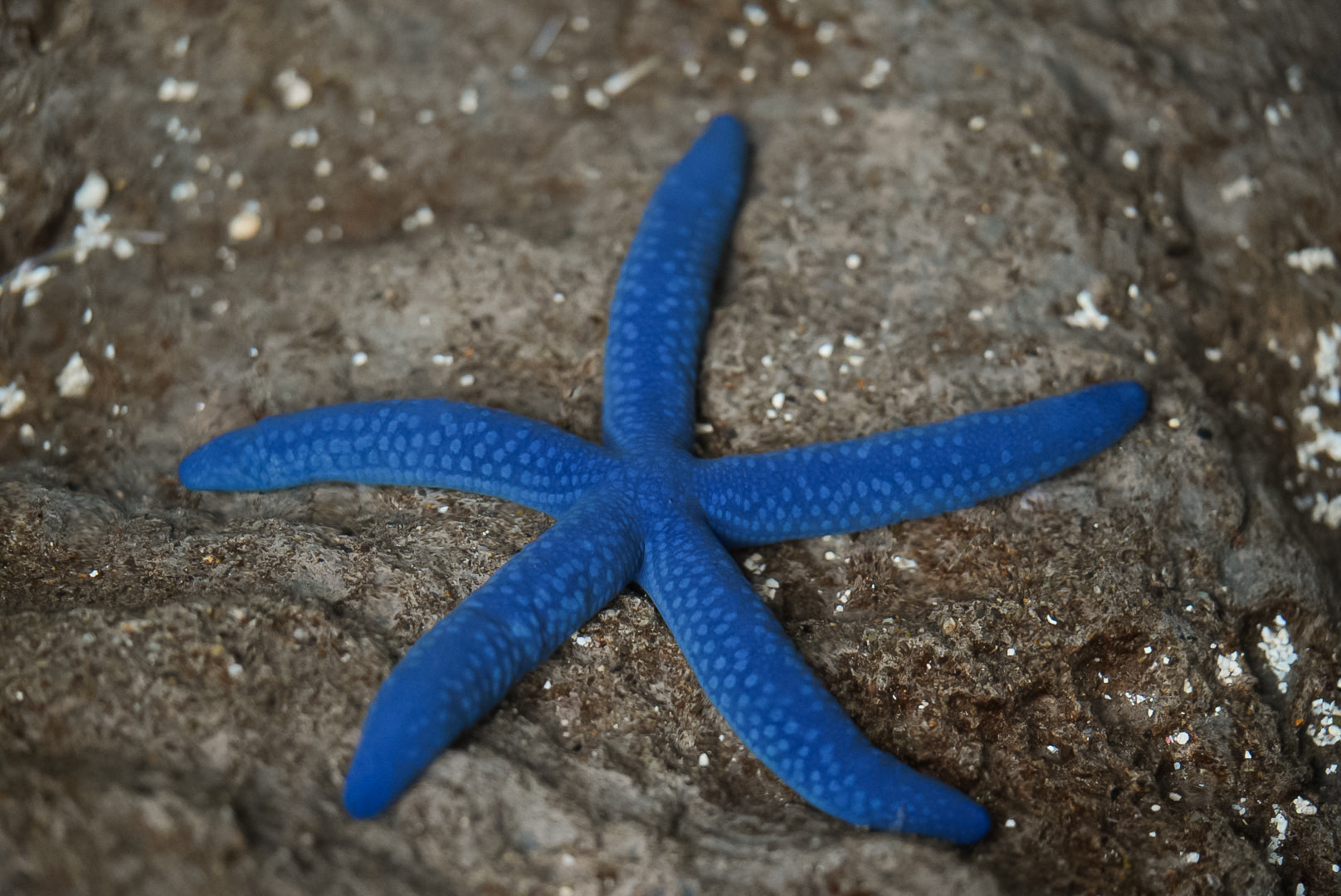 Blue Linkia Sea Star