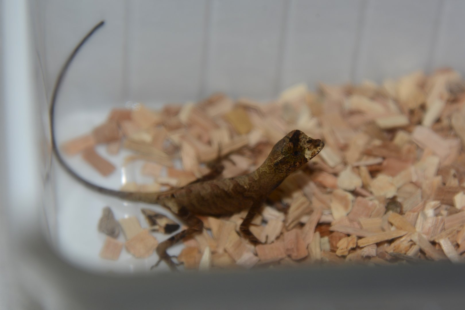 Blue-lipped forest anole (Anolis bombiceps)