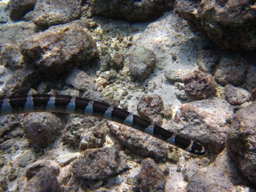 Blue-lipped Sea Krait