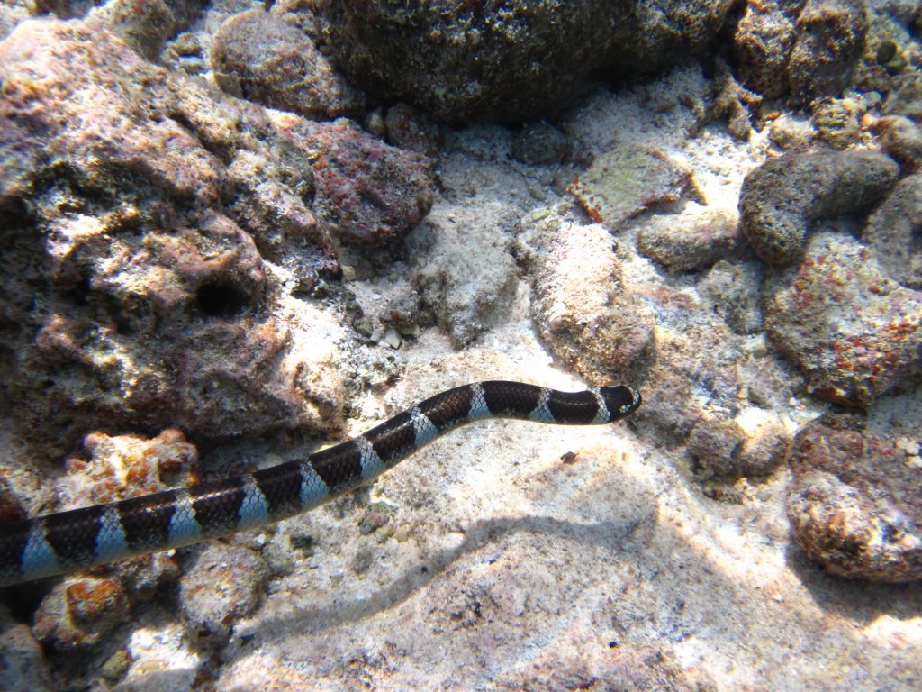 Blue-lipped Sea Krait