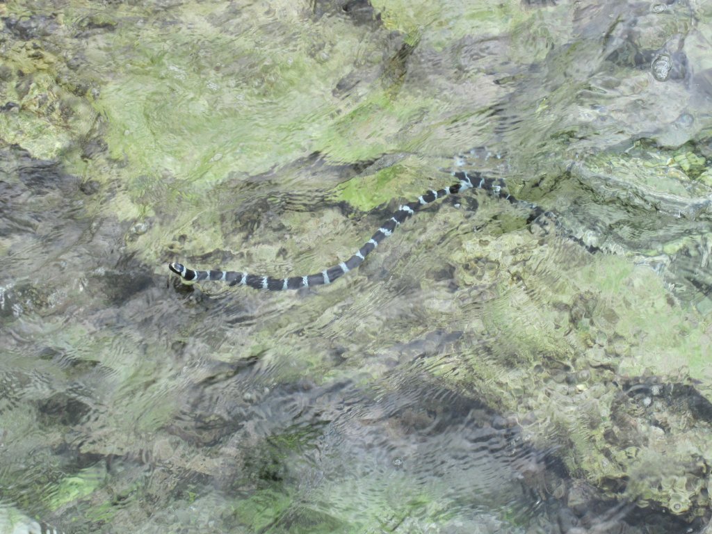 Blue-lipped Sea Krait