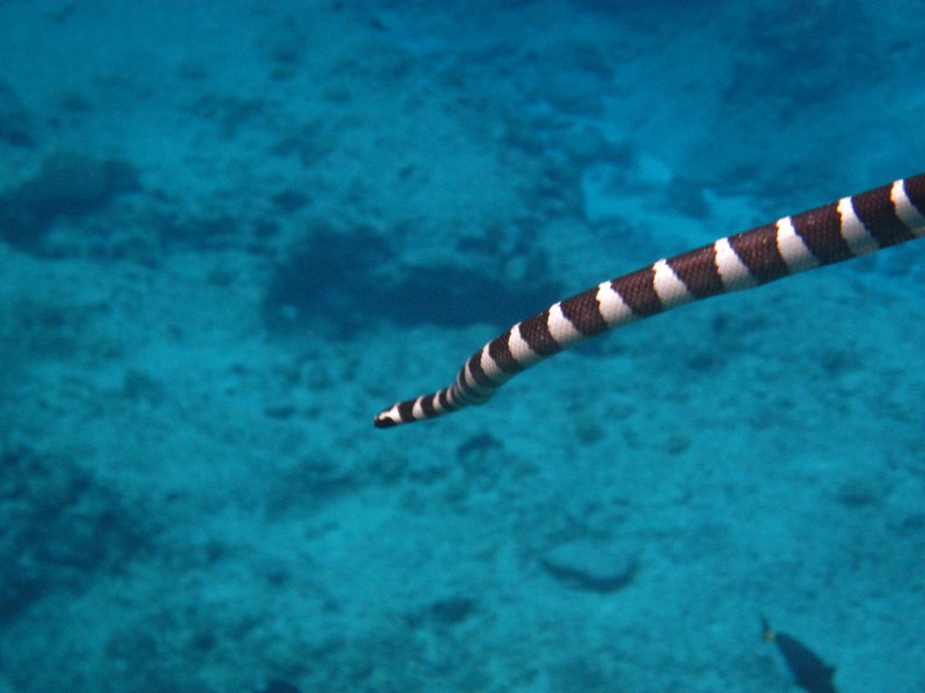 Blue-lipped Sea Krait
