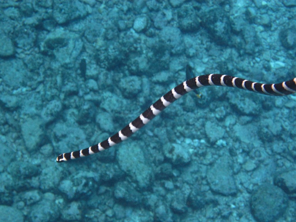 Blue-lipped Sea Krait