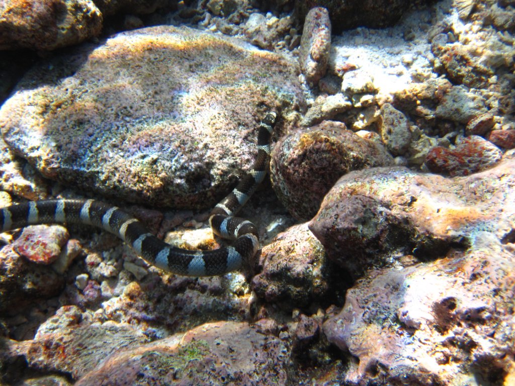 Blue-lipped Sea Krait