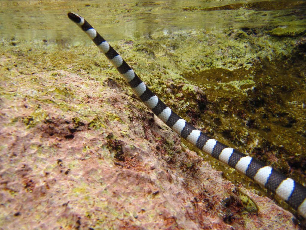 Blue-lipped Sea Krait