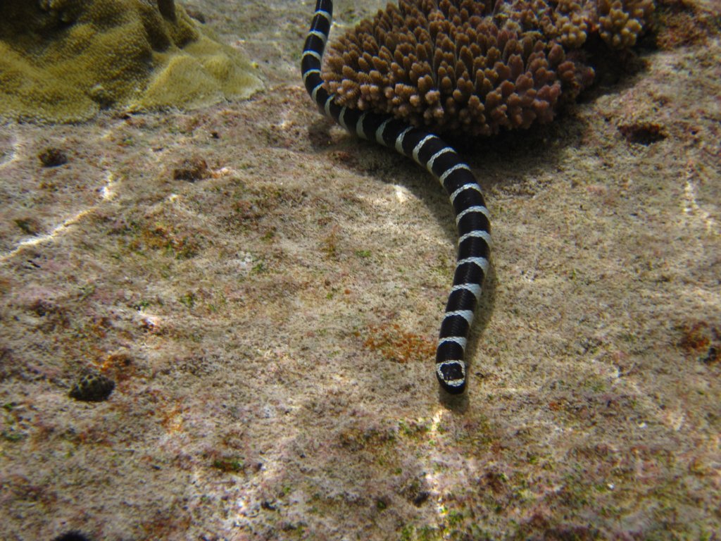 Blue-lipped Sea Krait