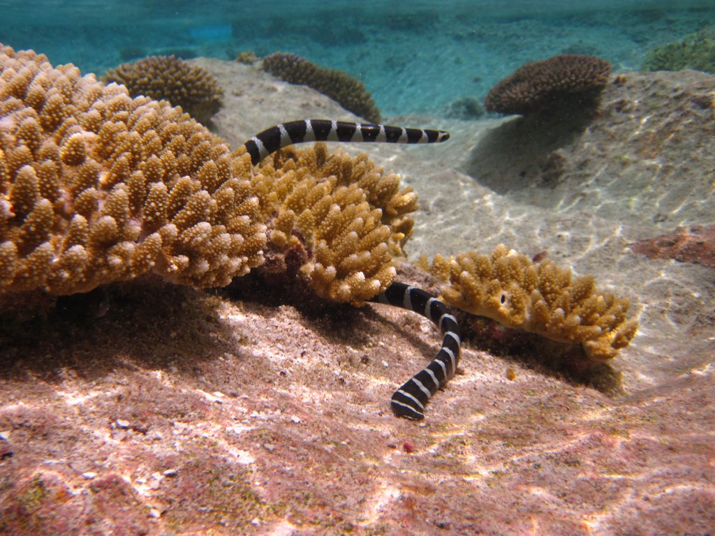 Blue-lipped Sea Krait
