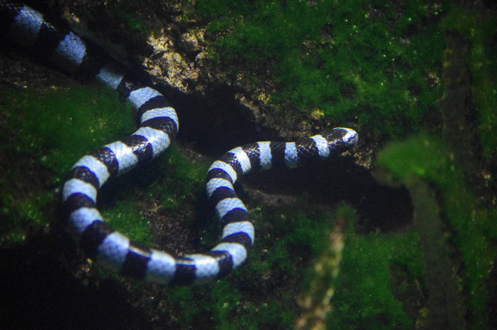Blue-lipped Sea Krait