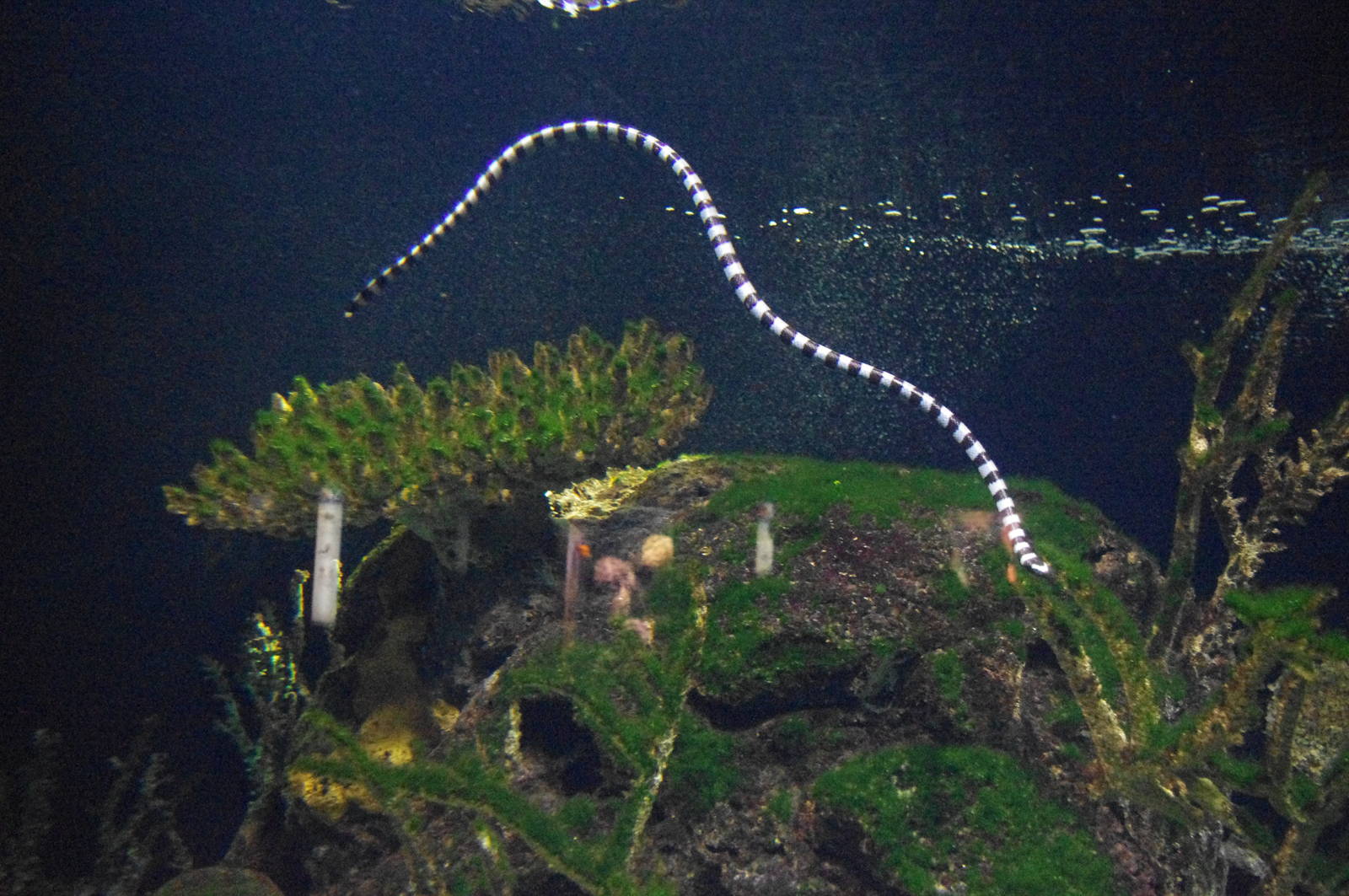 Blue-lipped Sea Krait