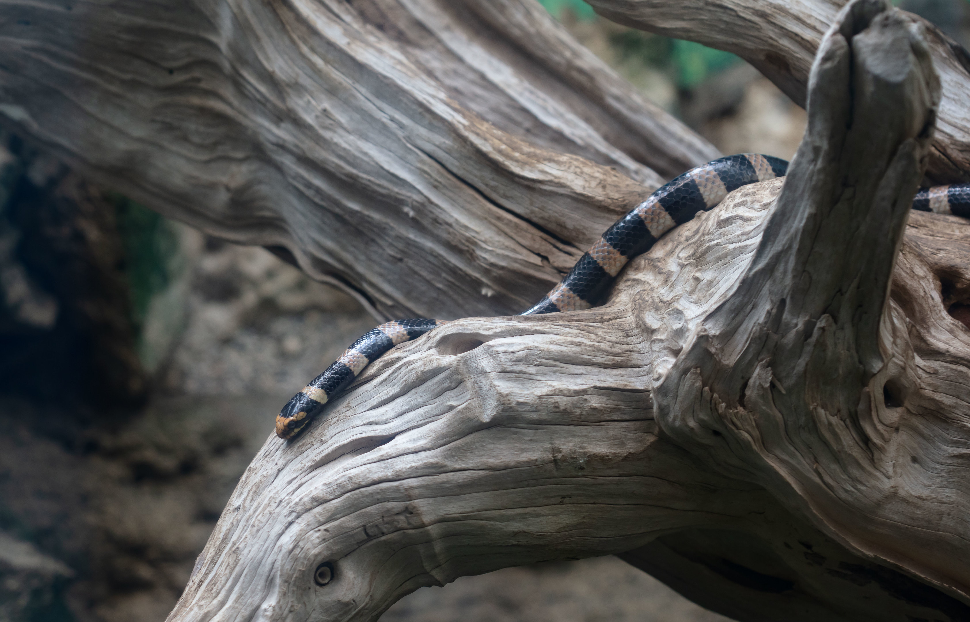 Blue-lipped Sea Krait