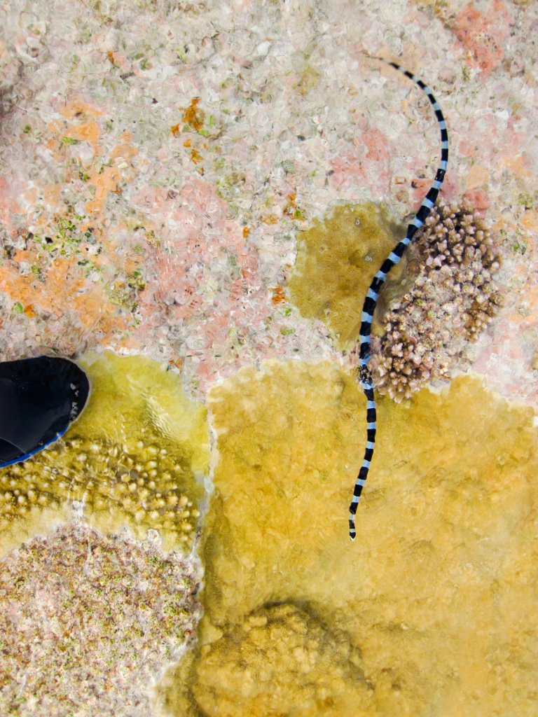 Blue-lipped Seasnake (Laticauda laticaudata)