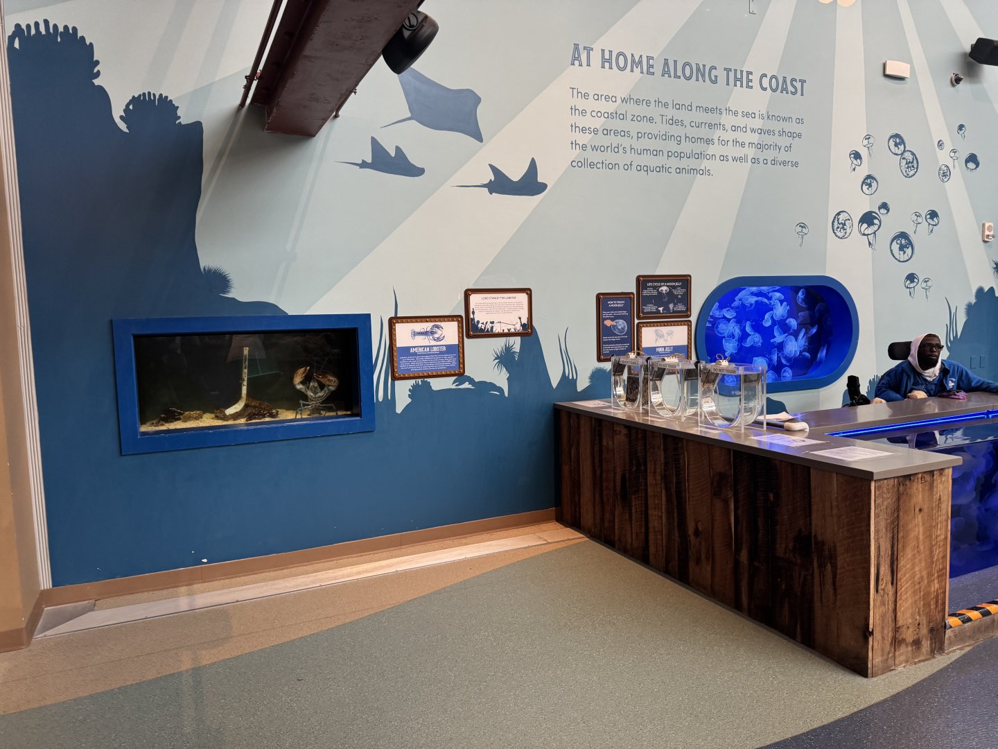 Blue Lobster and Moon Jelly Exhibit- February 2025