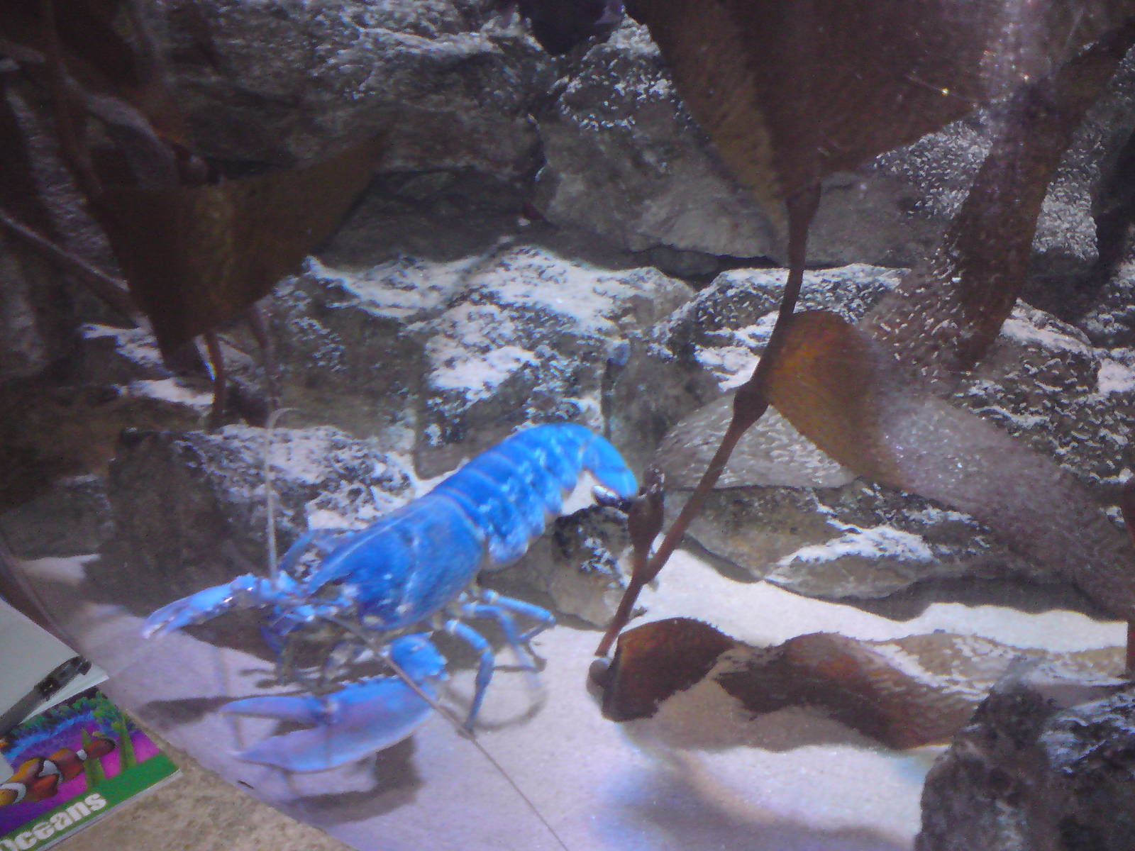 Blue lobster inspecting my papers, 02/05/2009