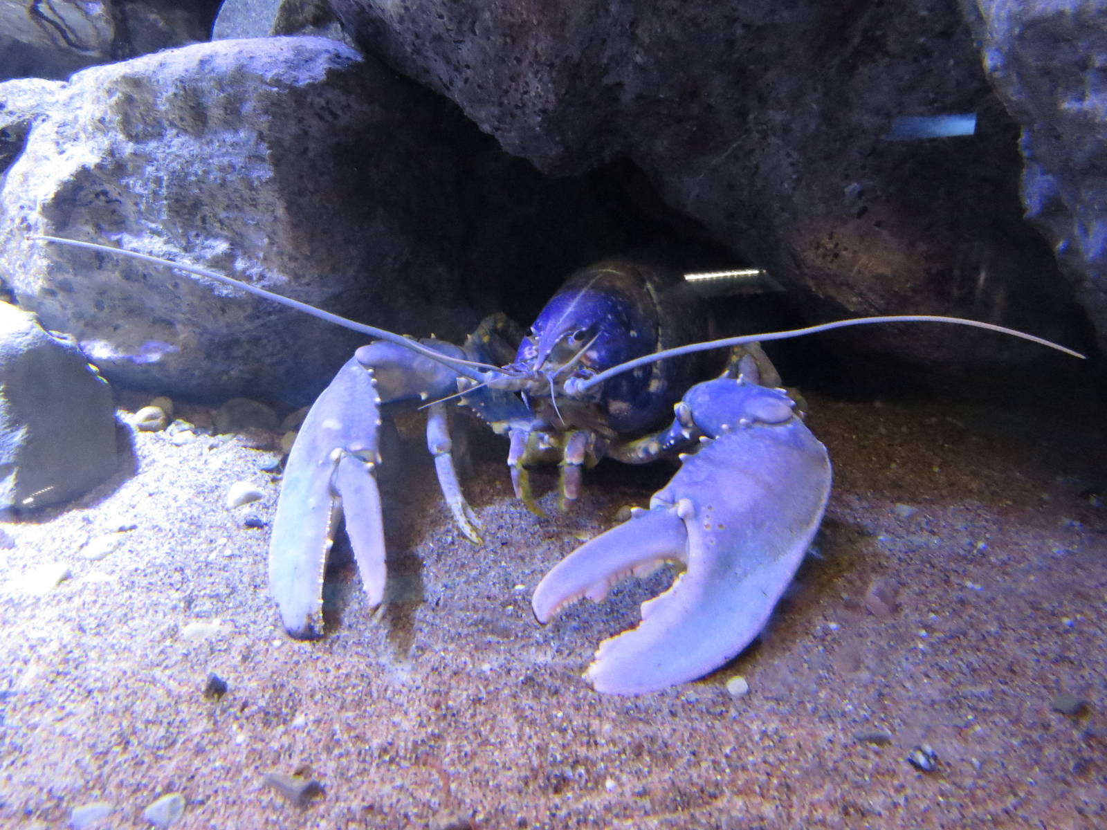 Blue lobster, June 2015