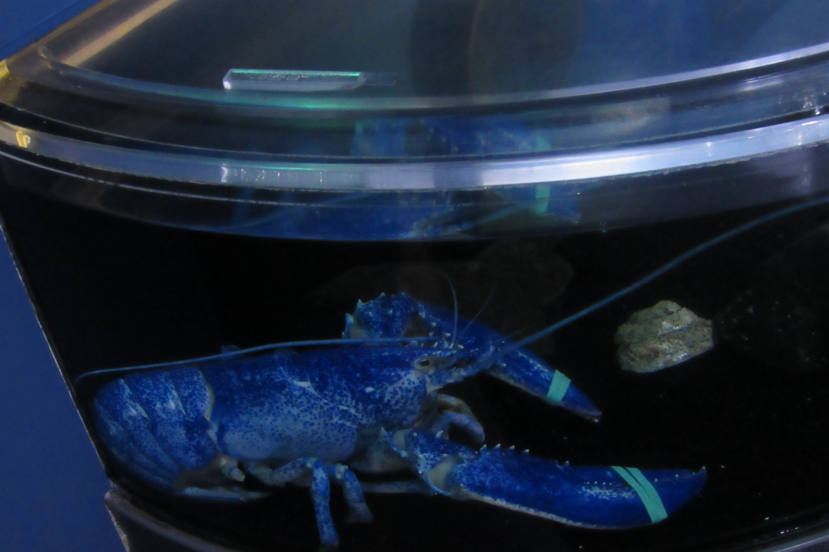 blue lobster