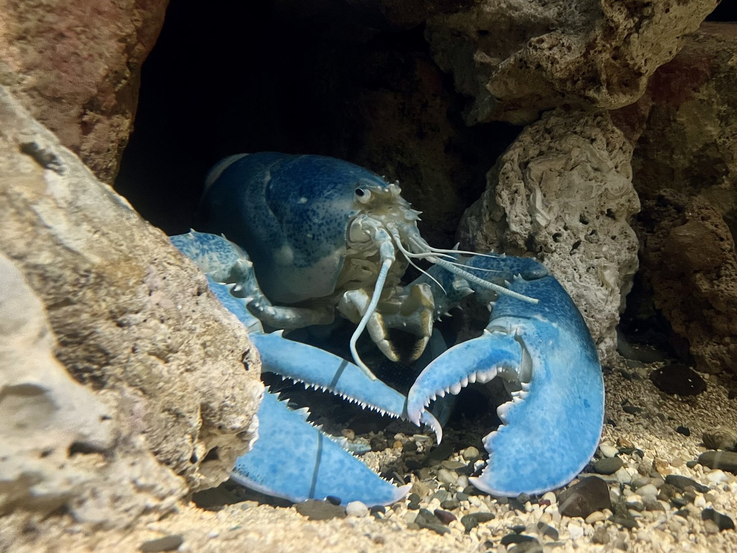 Blue Lobster