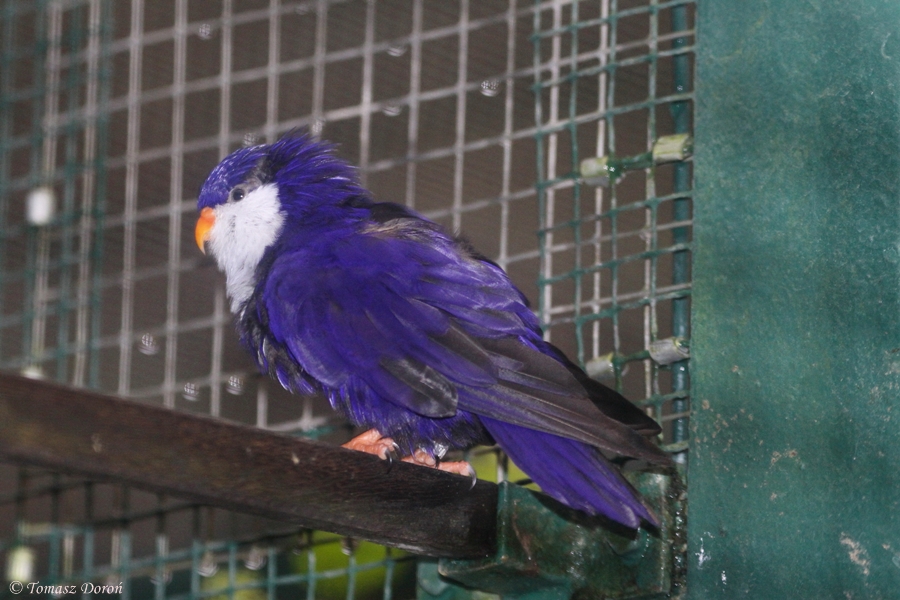 Blue Lorikeet (Vini peruviana) october 2009