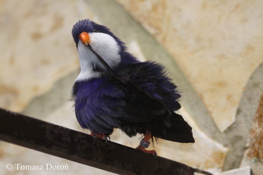 Blue Lorikeet (Vini peruviana)