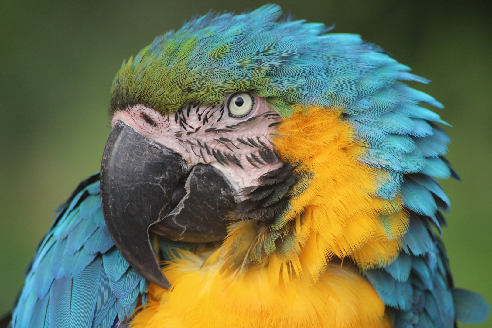 Blue Macaw