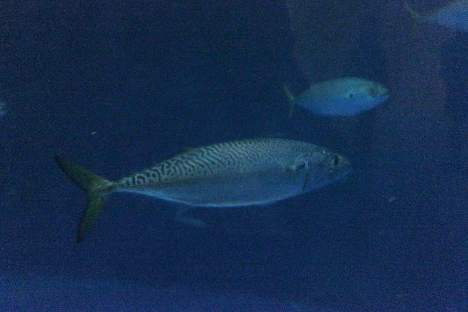 Blue Mackerel (Scomber australasicus)