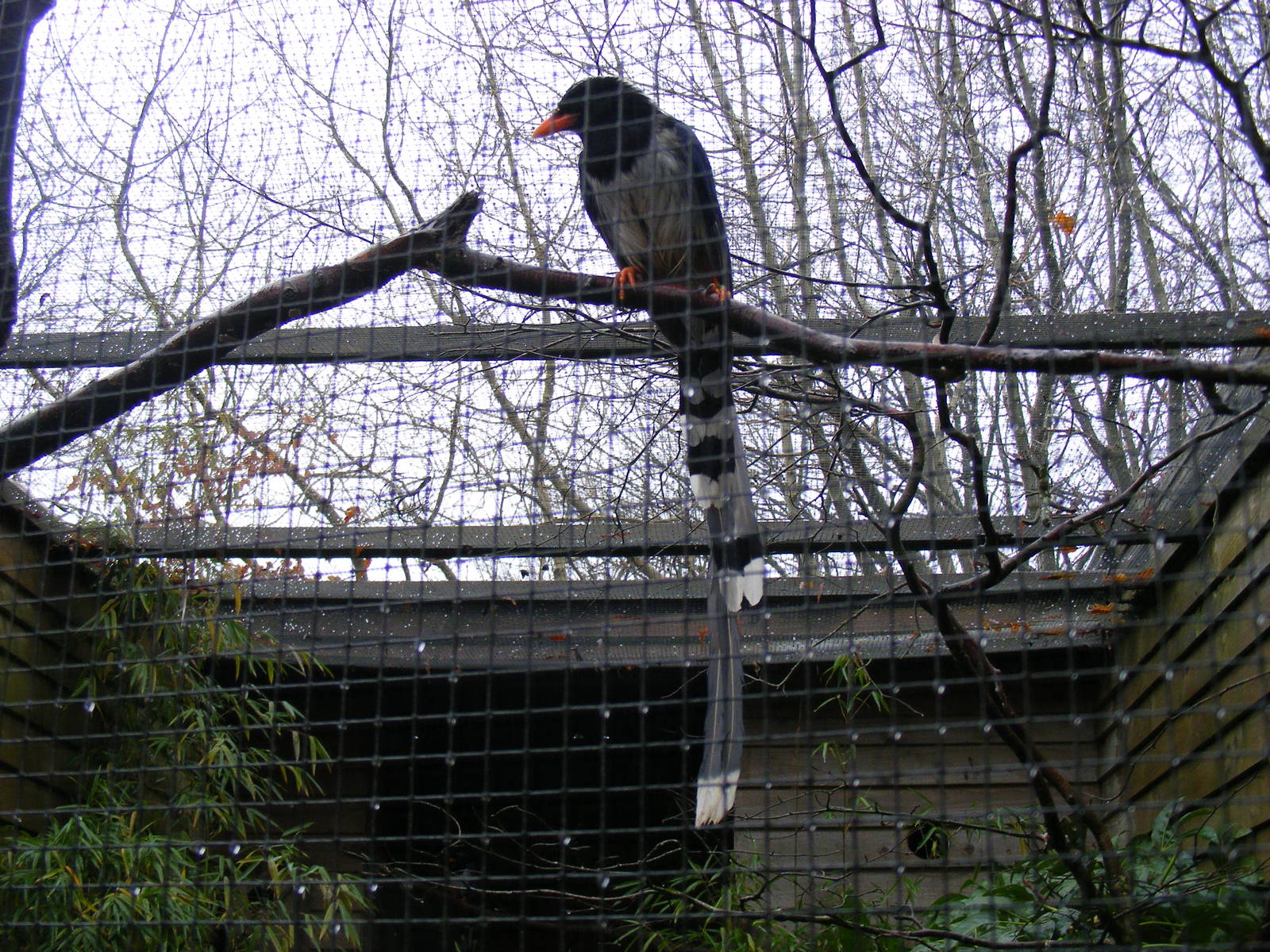 Blue magpie at Exmoor Zoo, 29 December 2010