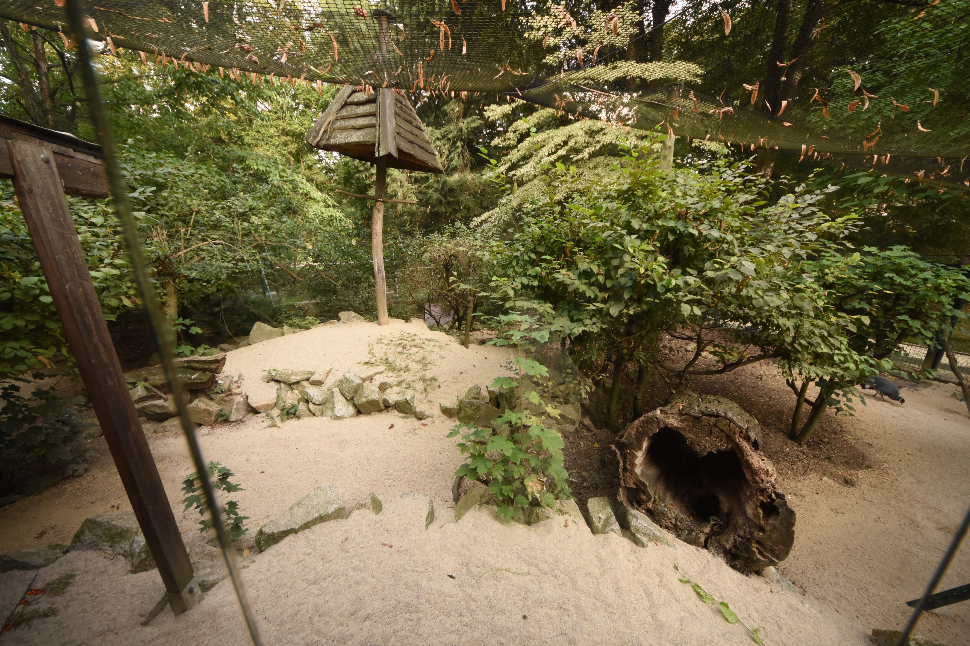 Blue magpie & Eared pheasant aviary