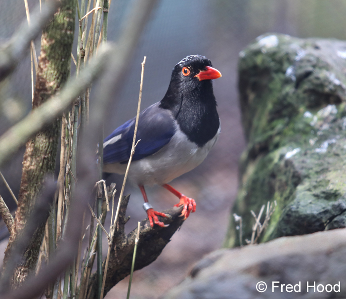 blue magpie