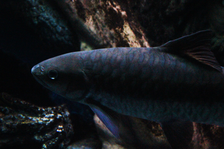 Blue mahseer (Neolissochilus stracheyi) - Jawa Timur Park 1