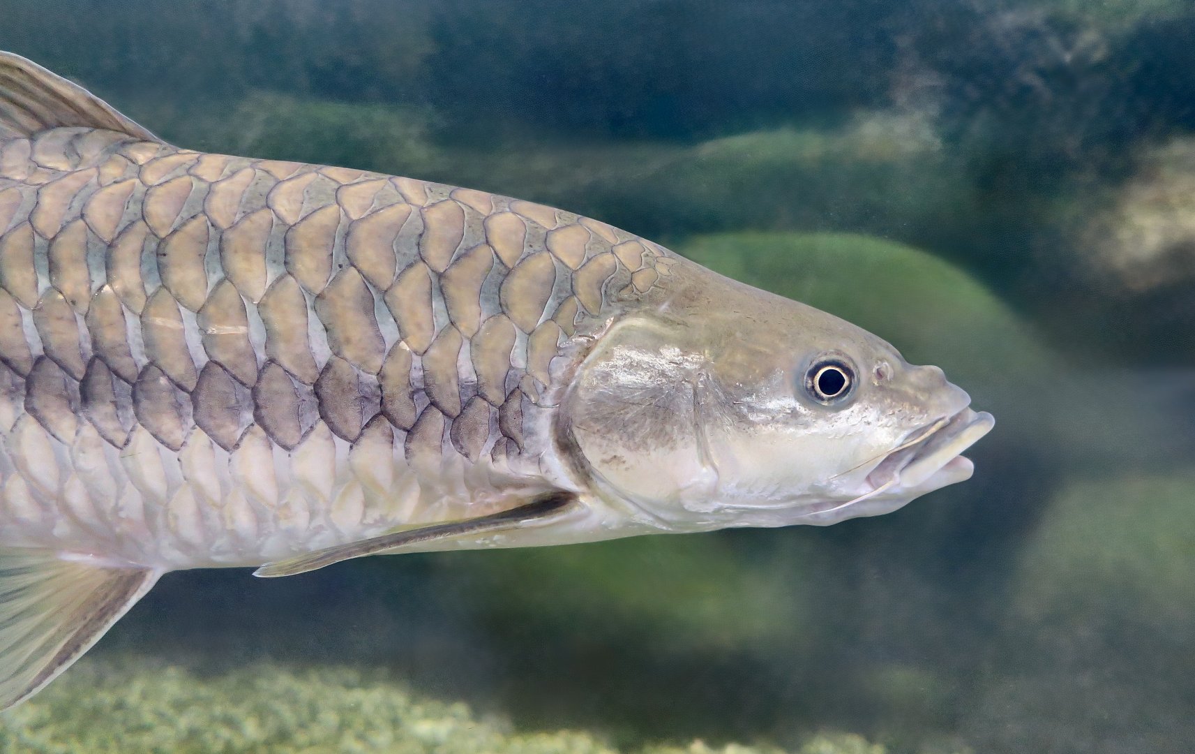 Blue Mahseer (Neolissochilus stracheyi) - Xpark