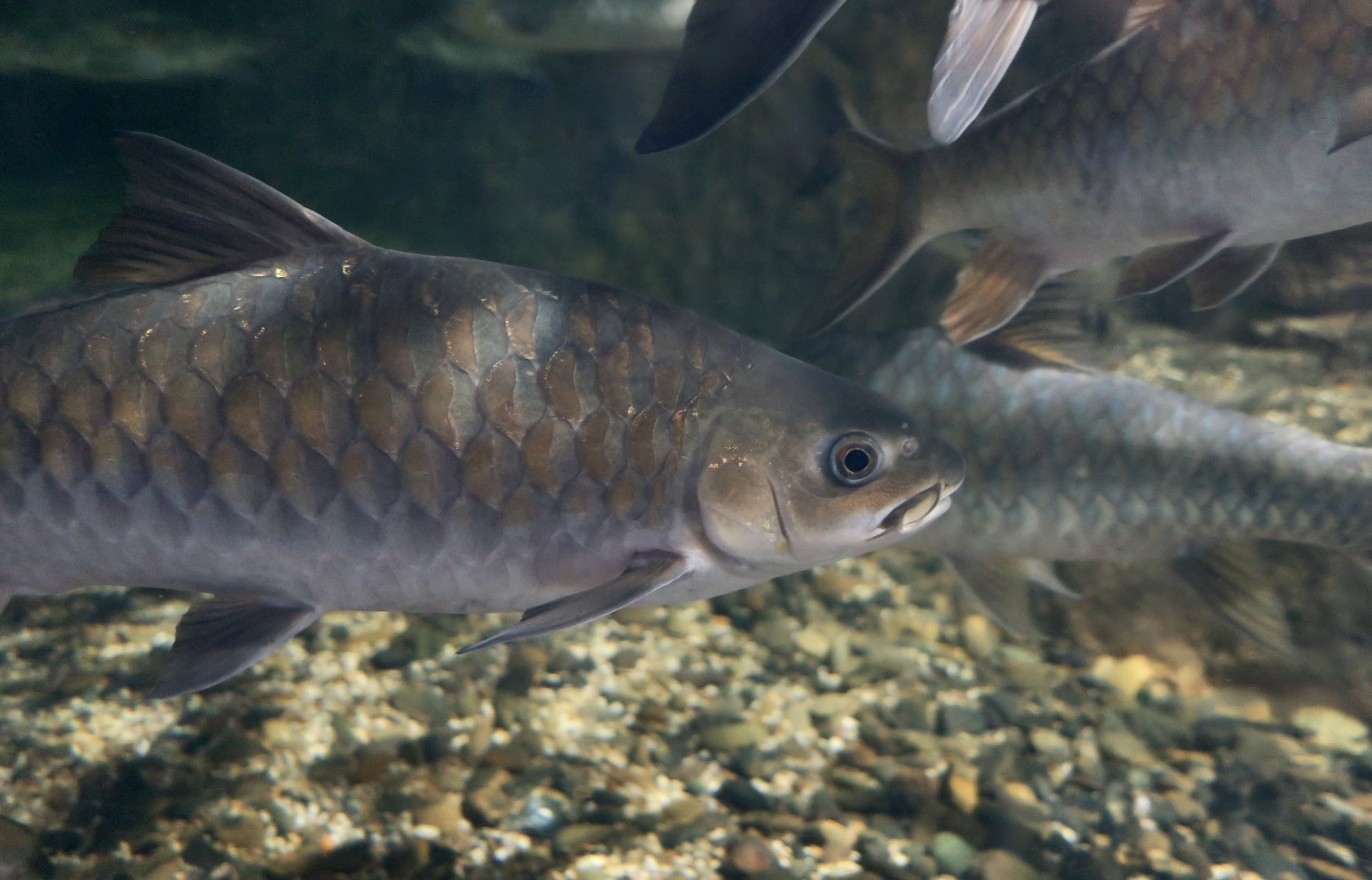 Blue Mahseer (Neolissochilus stracheyi)