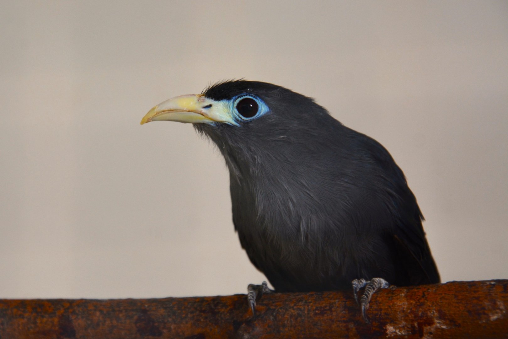 Blue malkoha (Ceuthmochares aureus flavirostris)