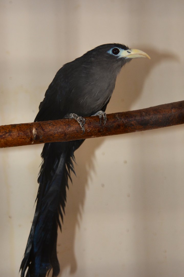 Blue malkoha (Ceuthmochares aureus flavirostris)